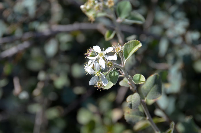 Amelanchier utahensis, Utah Serviceberry